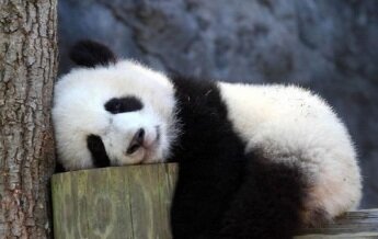 Panda at Rest
